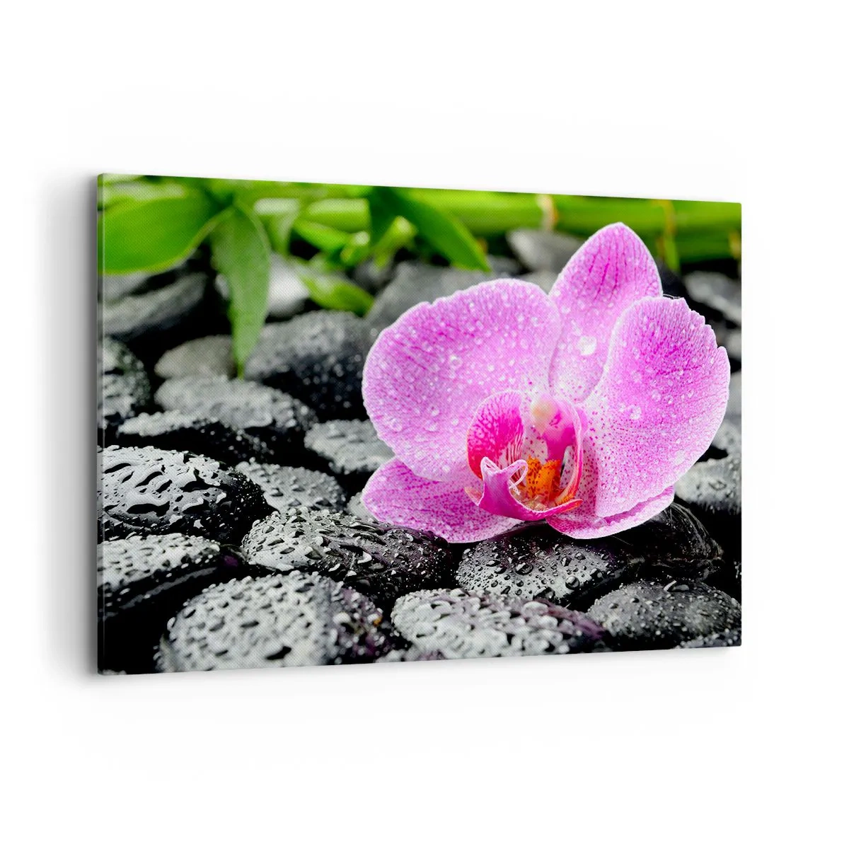 Obraz na płótnie - Różowa orchidea na mokrych czarnych kamieniach z zielonymi liśćmi - 120x80cm - Jak otwarte serce - Nowoczesna dekoracja ścienna do salonu, kuchni i sypialni ARTTOR