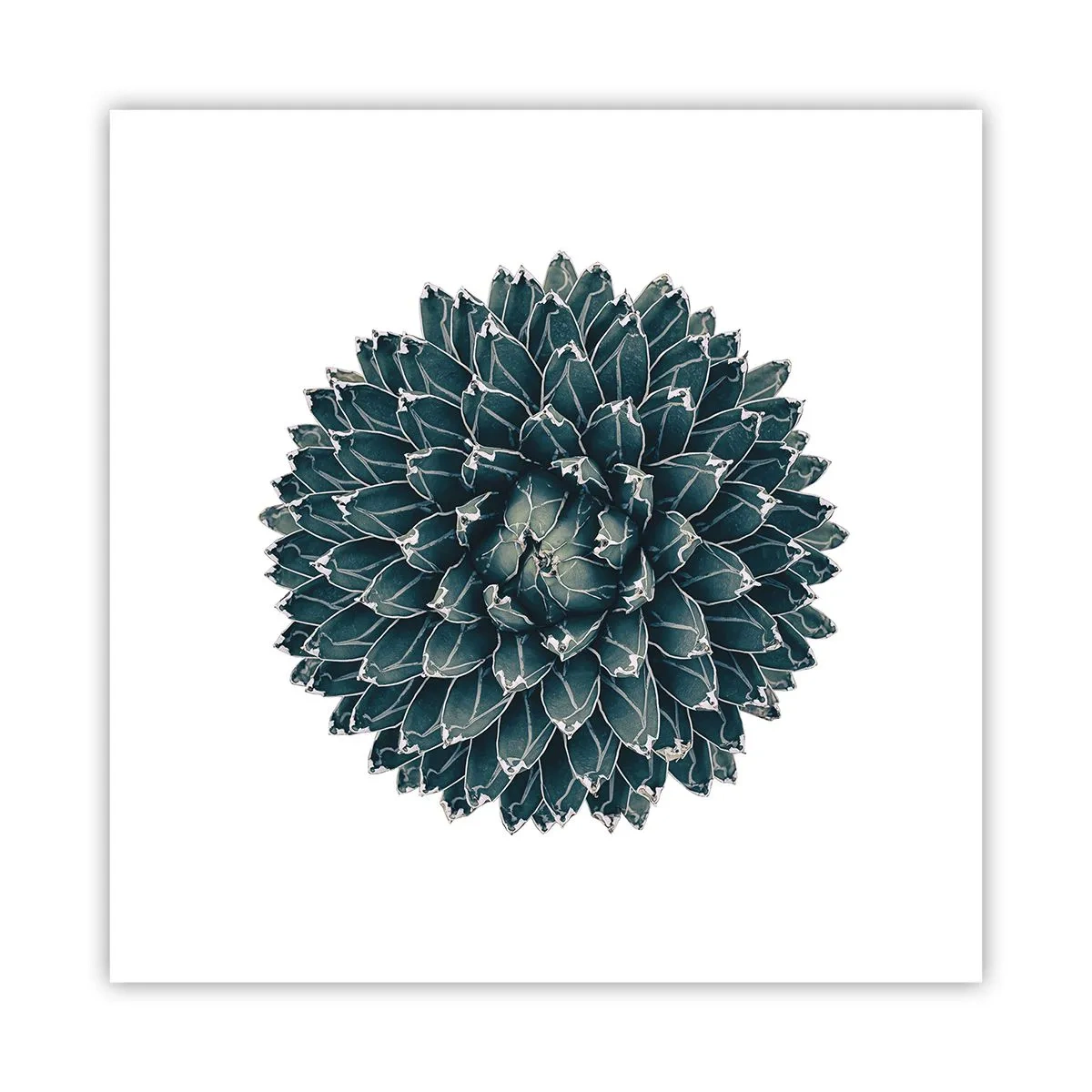 Plakat - Gwiazda pustyni - 40x40 cm