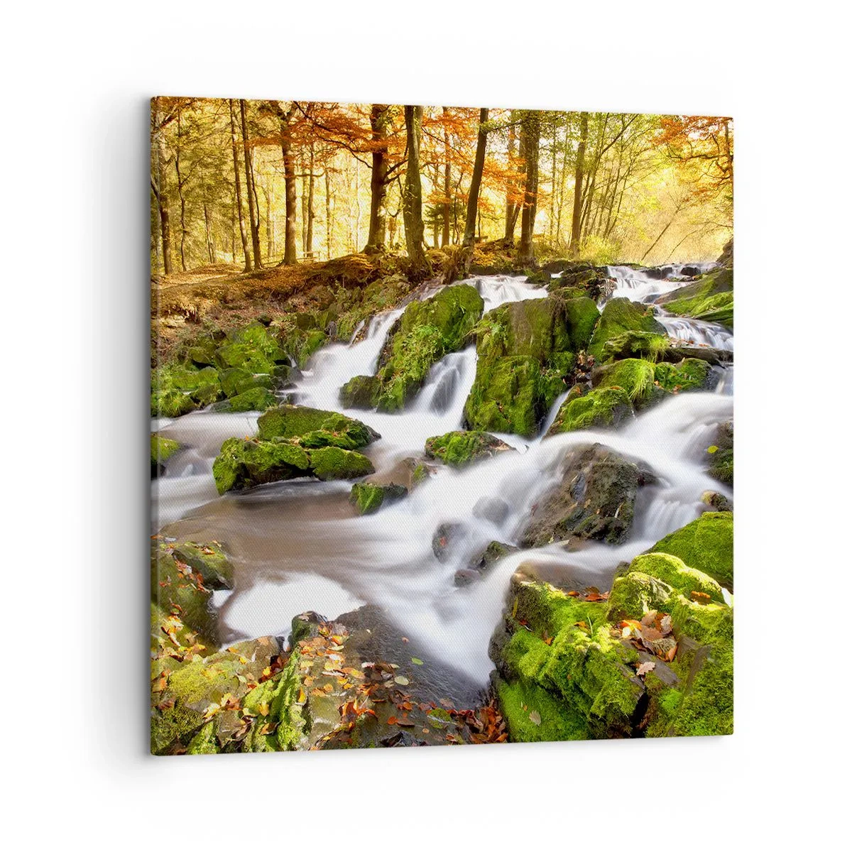 Obraz na płótnie - Bystro przez jesienny las - 50x50 cm