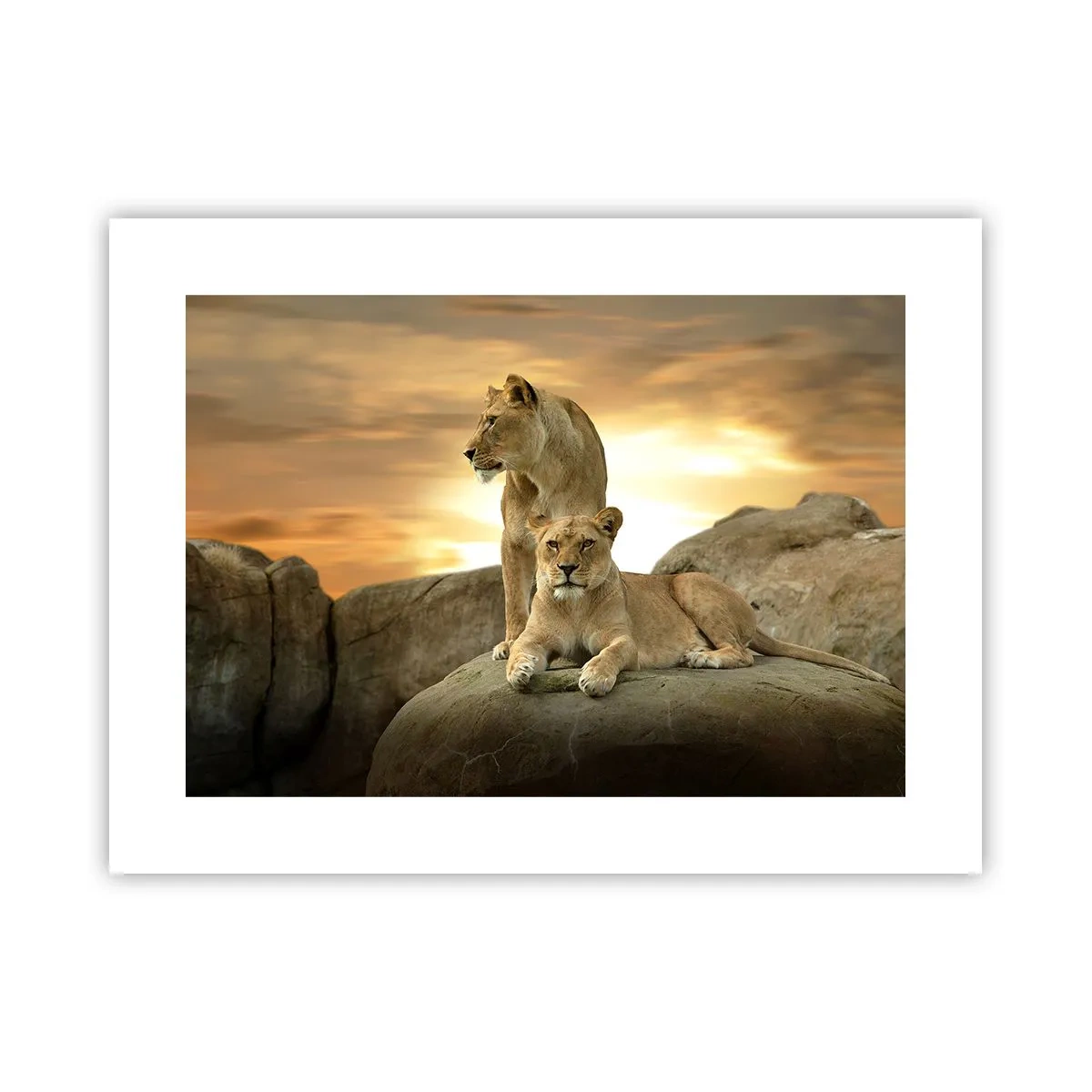 Plakat - Królewski majestat - 40x30 cm