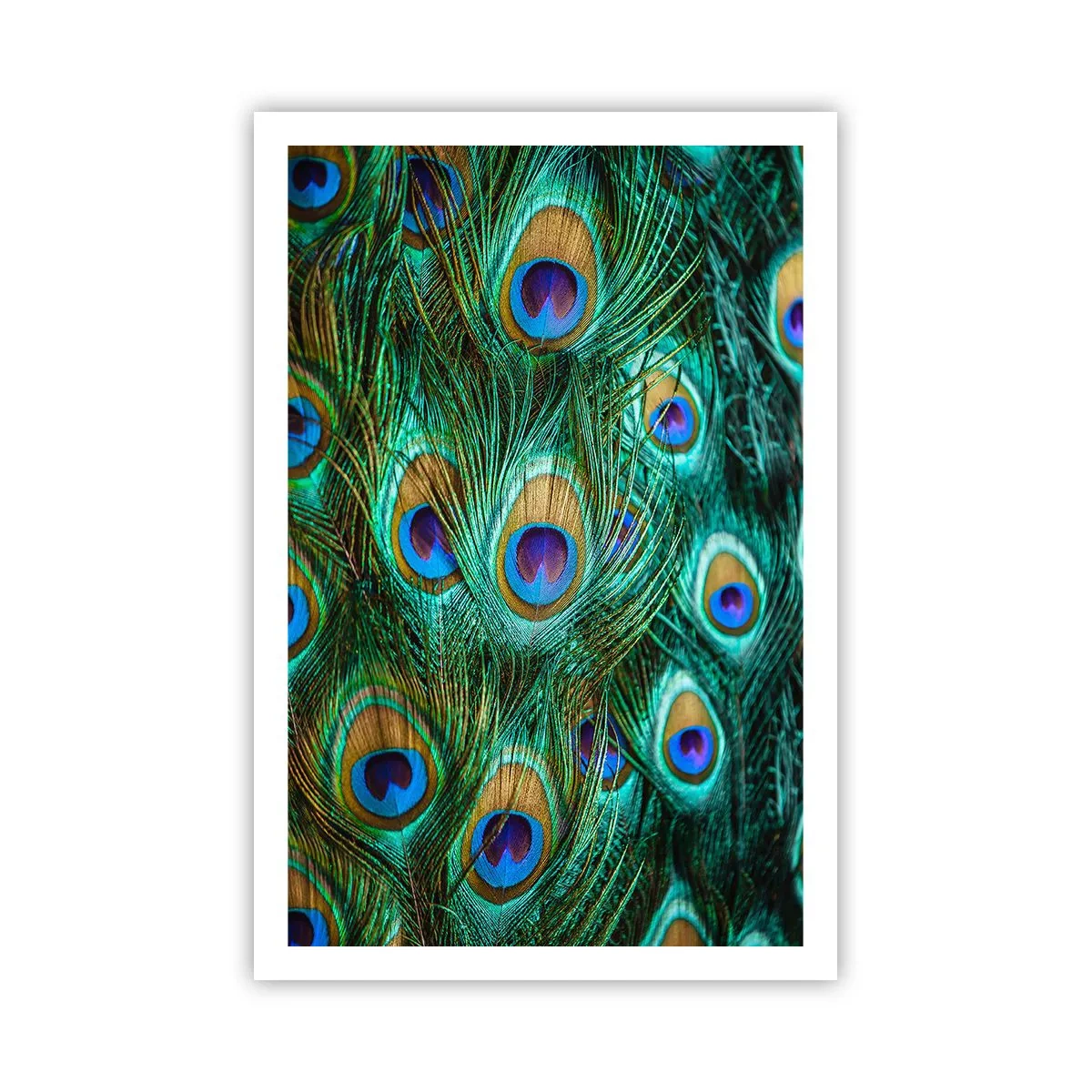 Plakat - Pawiookie spojrzenie - 61x91 cm