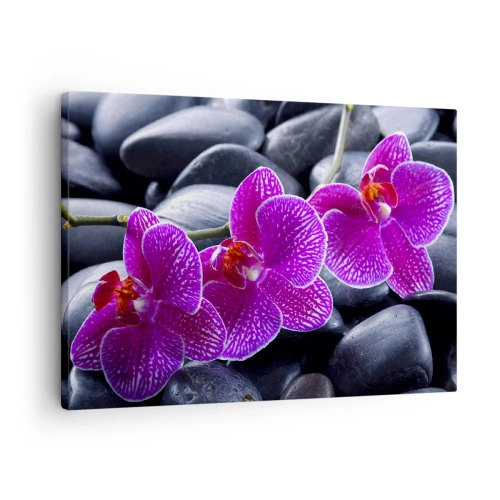 Obraz na płótnie - Kamienie pojaśniały z zachwytu - Fioletowe orchidee na tle czarnych kamieni - 70x50cm