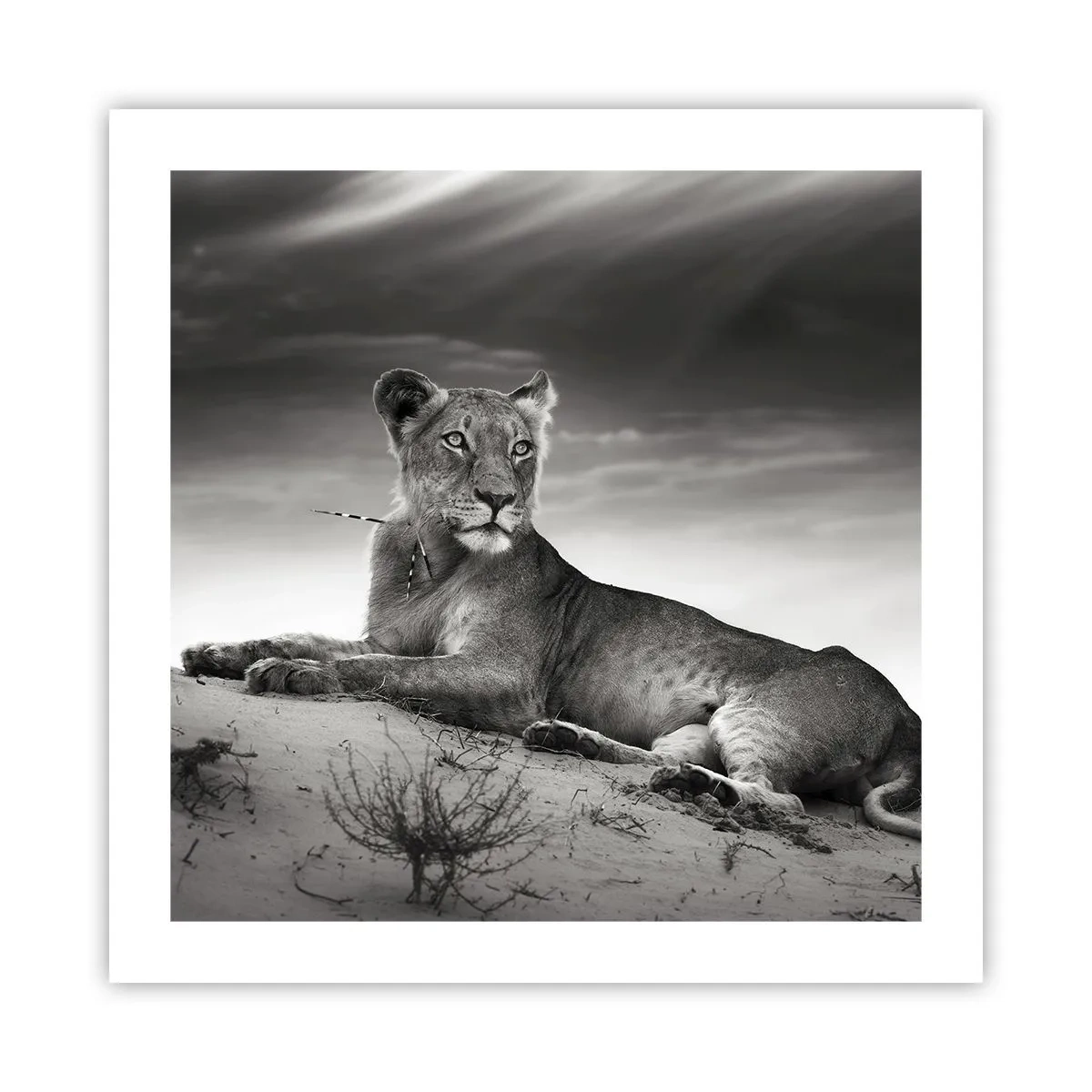 Plakat - Odpoczynek królowej pustyni - 50x50 cm