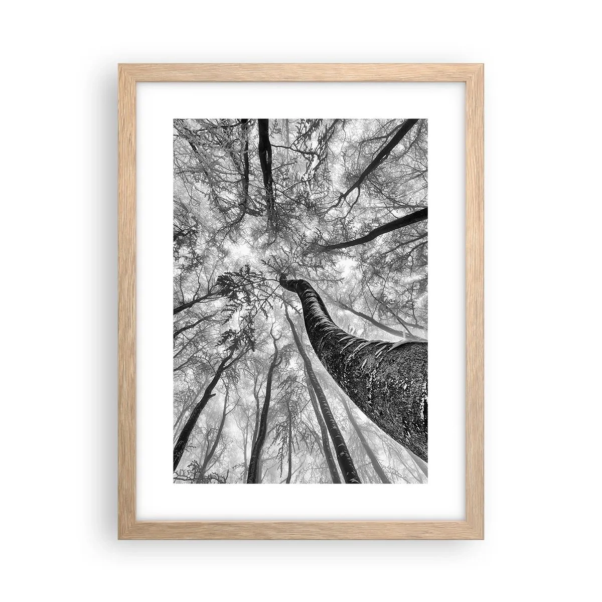 Plakat w ramie jasny dąb - Wyścig do światła - 30x40 cm