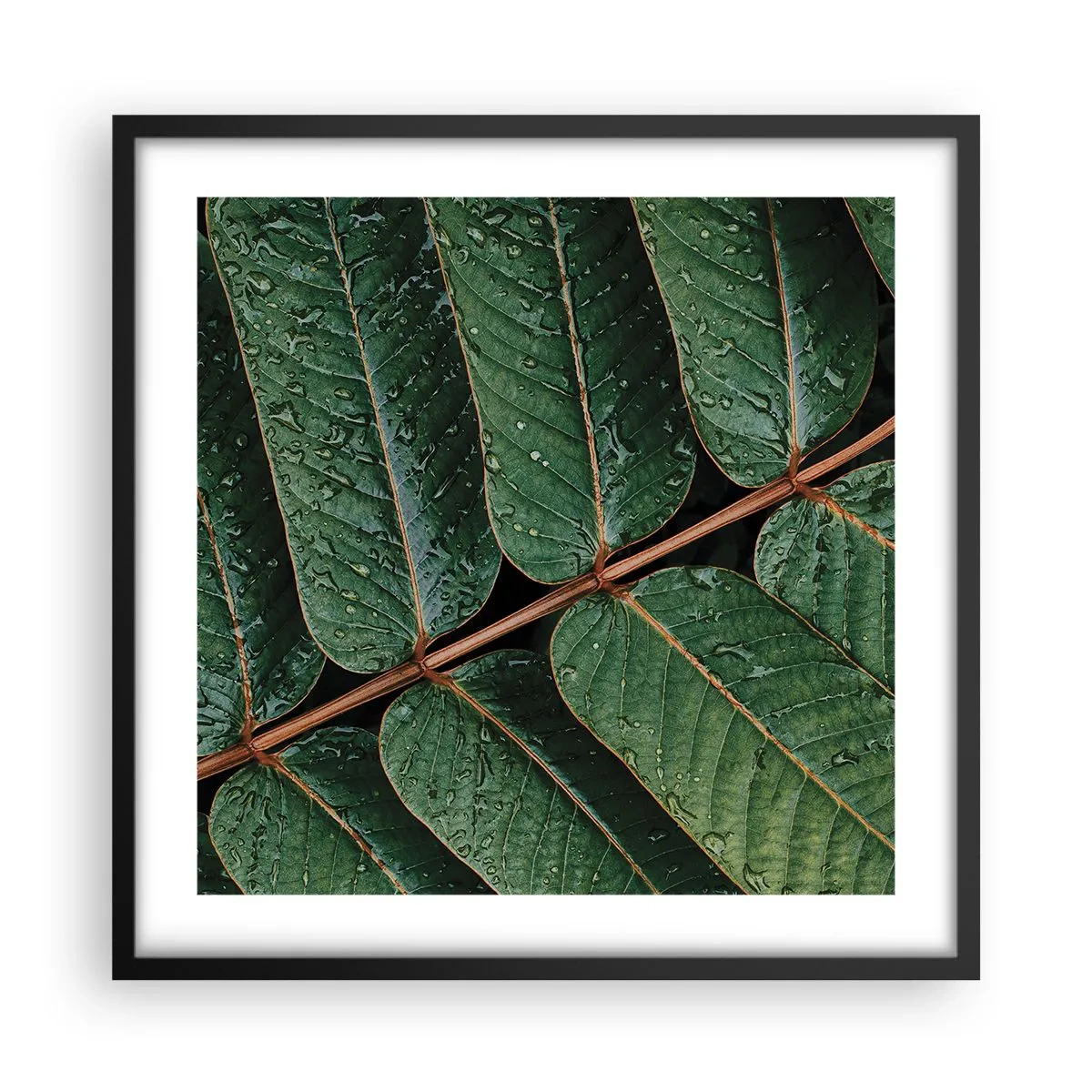 Plakat w czarnej ramie - W zielonym rytmie - 50x50 cm
