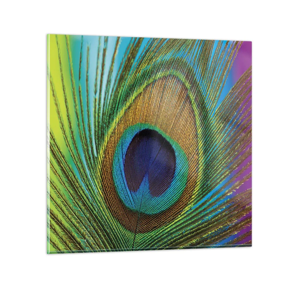 Obraz na szkle - Oko w oko - 70x70 cm