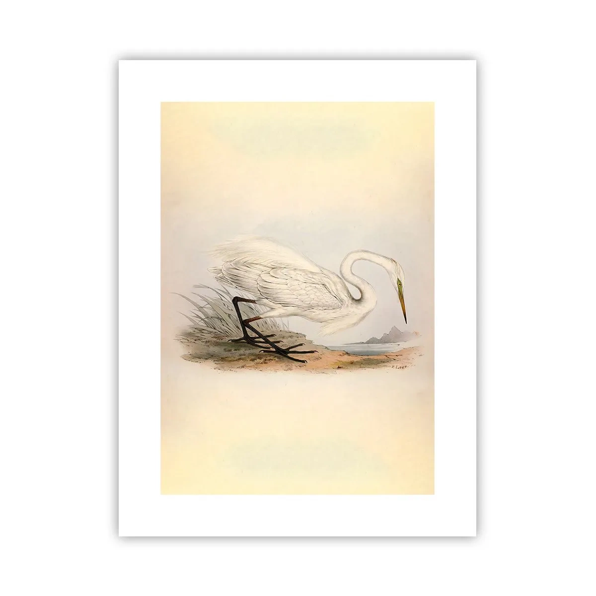 Plakat - Pani na szuwarach - 30x40 cm