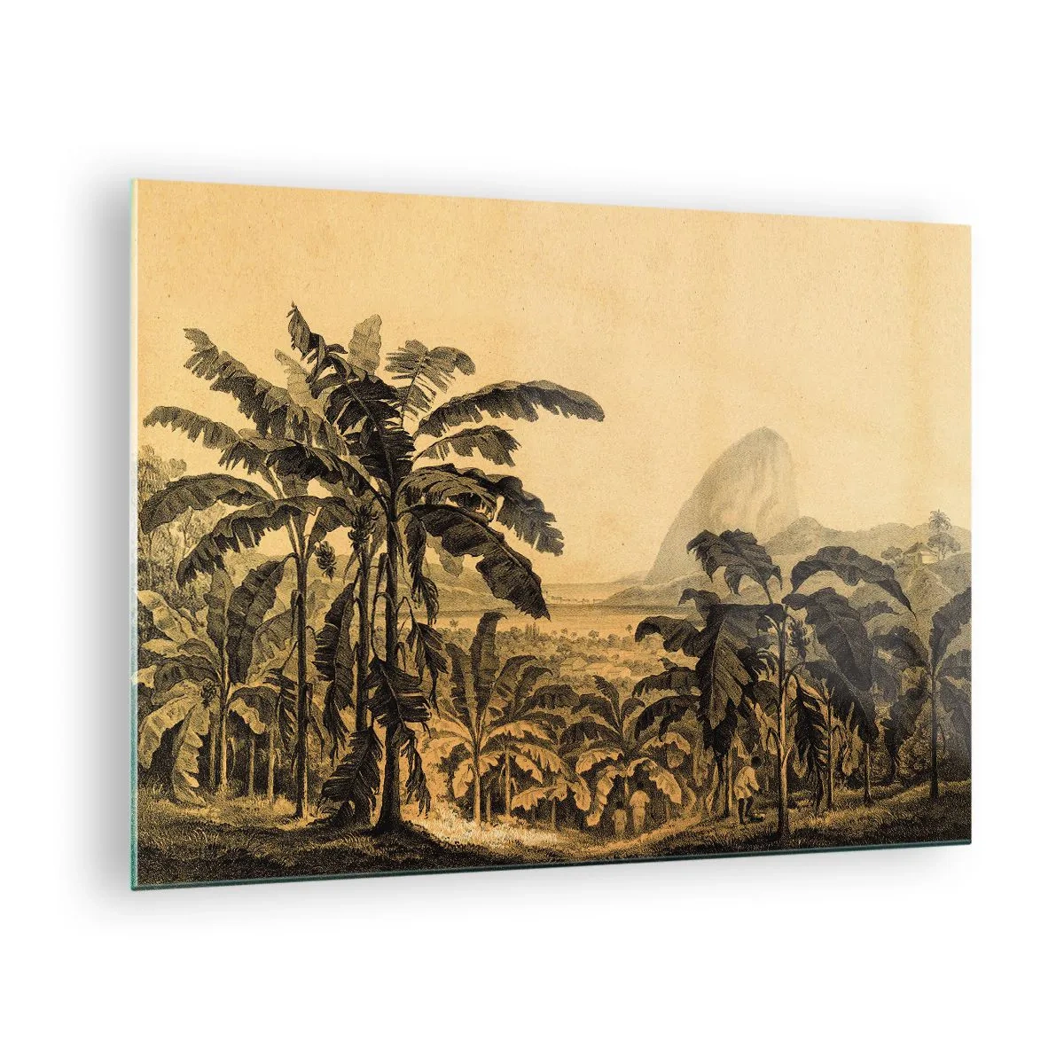 Obraz na szkle - Zabytkowa ilustracja plantacji bananowców z odległą górą w tle - 70x50cm - w kolonialnym klimacie - Nowoczesna dekoracja ścienna do salonu i sypialni ARTTOR