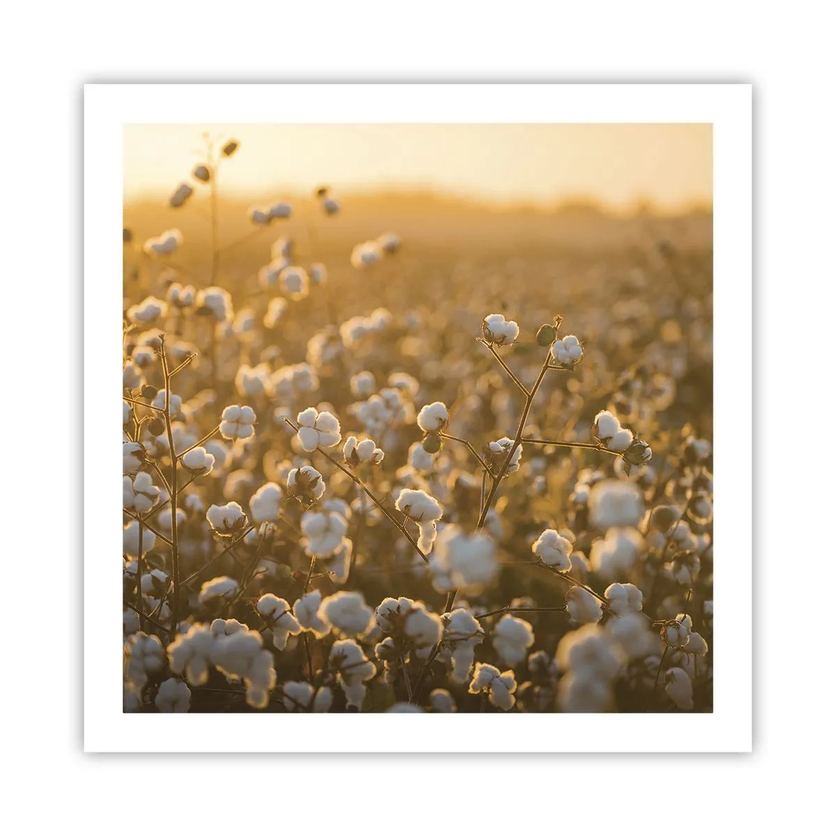 Plakat - Puszyste pole - 60x60 cm