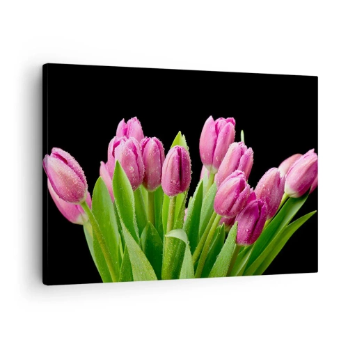 Obraz na płótnie - Różowe tulipany z kroplami rosy na czarnym tle - 70x50cm - Liliowa radość wiosny - Nowoczesna dekoracja ścienna do salonu i sypialni ARTTOR