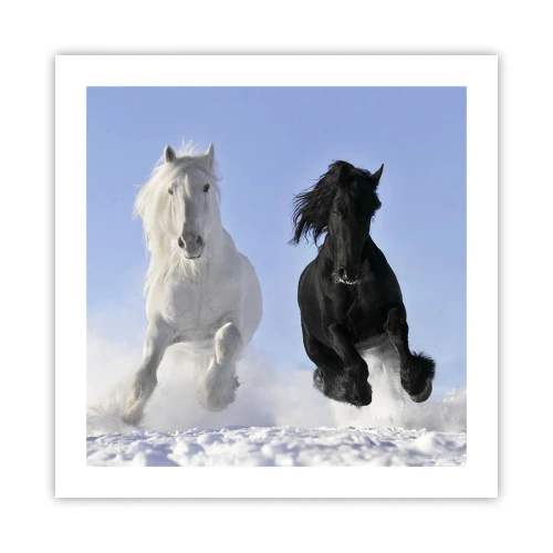 Plakat - Czarno-biały galop - 50x50 cm