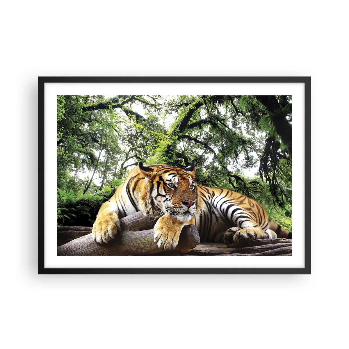 Plakat w czarnej ramie - Tygrys odpoczywający w tropikalnym lesie - 70x50cm - Z wyrazami szacunku - Nowoczesna dekoracja ścienna do salonu i sypialni ARTTOR