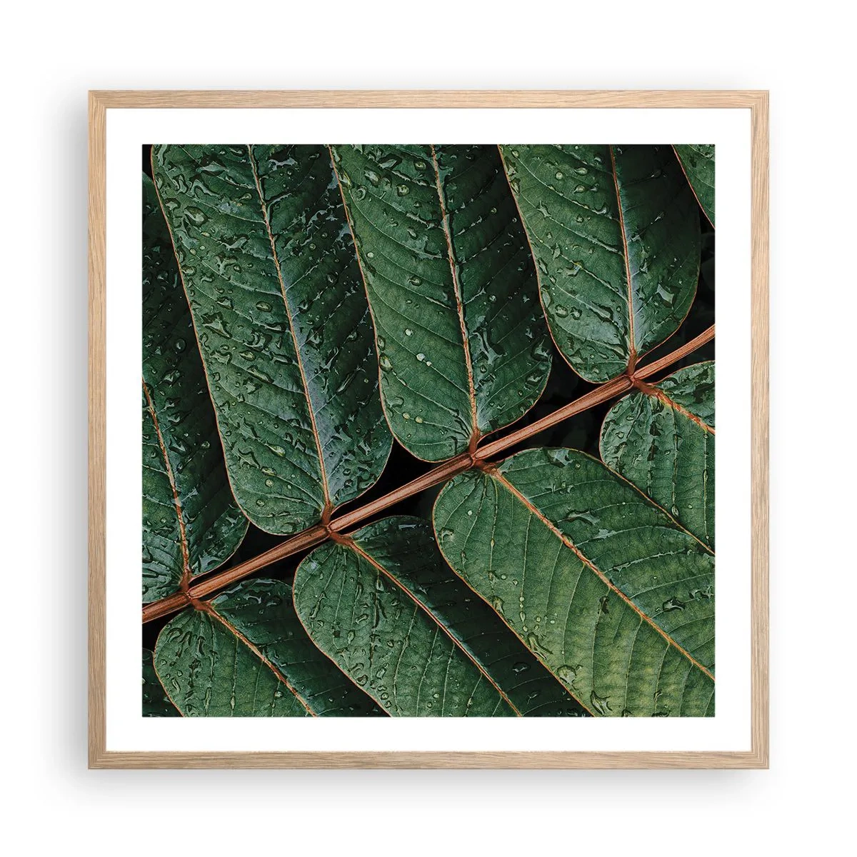Plakat w ramie jasny dąb - W zielonym rytmie - 60x60 cm