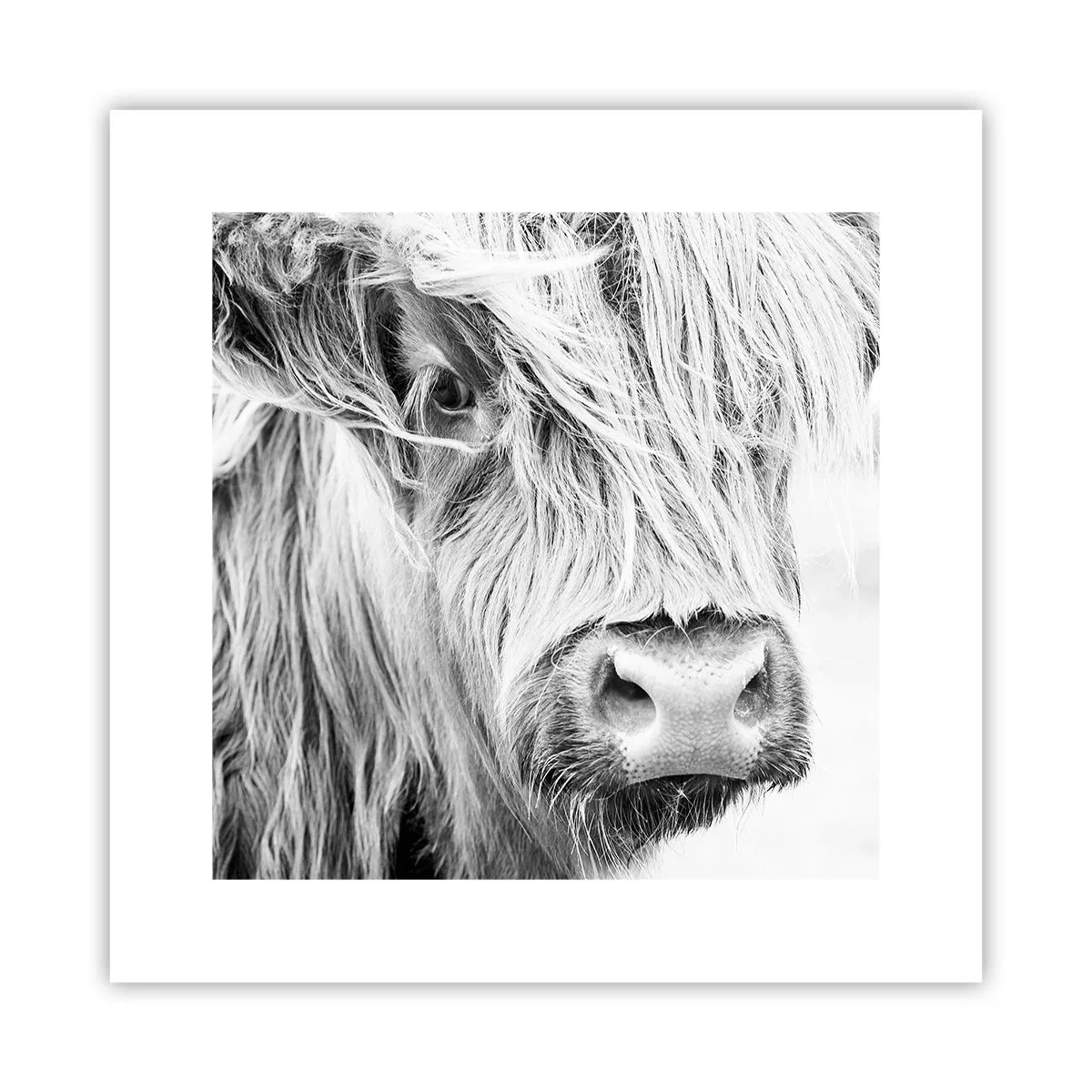 Plakat - Szkocka dzikość - 30x30 cm