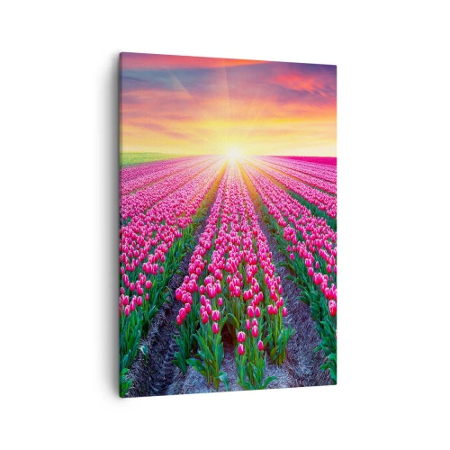 Obraz na płótnie - Pole różowych tulipanów o zachodzie słońca - 50x70cm - Farma piękności - Nowoczesna dekoracja ścienna do salonu, kuchni i sypialni ARTTOR