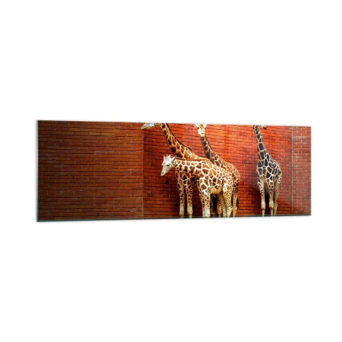 Obraz na szkle - Cztery żyrafy na tle ceglanej ściany w artystycznej scenerii - 160x50cm - Widzicie jakąś akację? - Nowoczesna dekoracja ścienna do salonu i sypialni ARTTOR