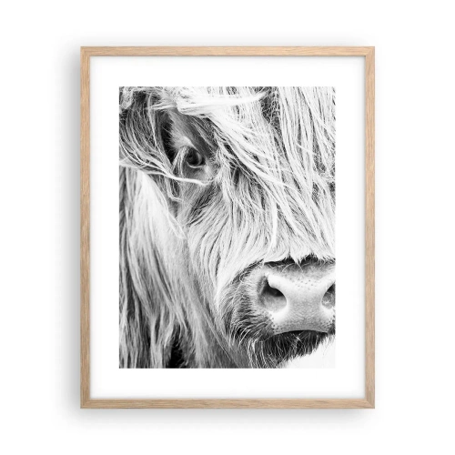 Plakat w ramie jasny dąb - Szkocka dzikość - 40x50 cm