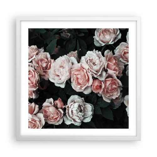 Plakat w białej ramie - Różany ansamble - 50x50 cm