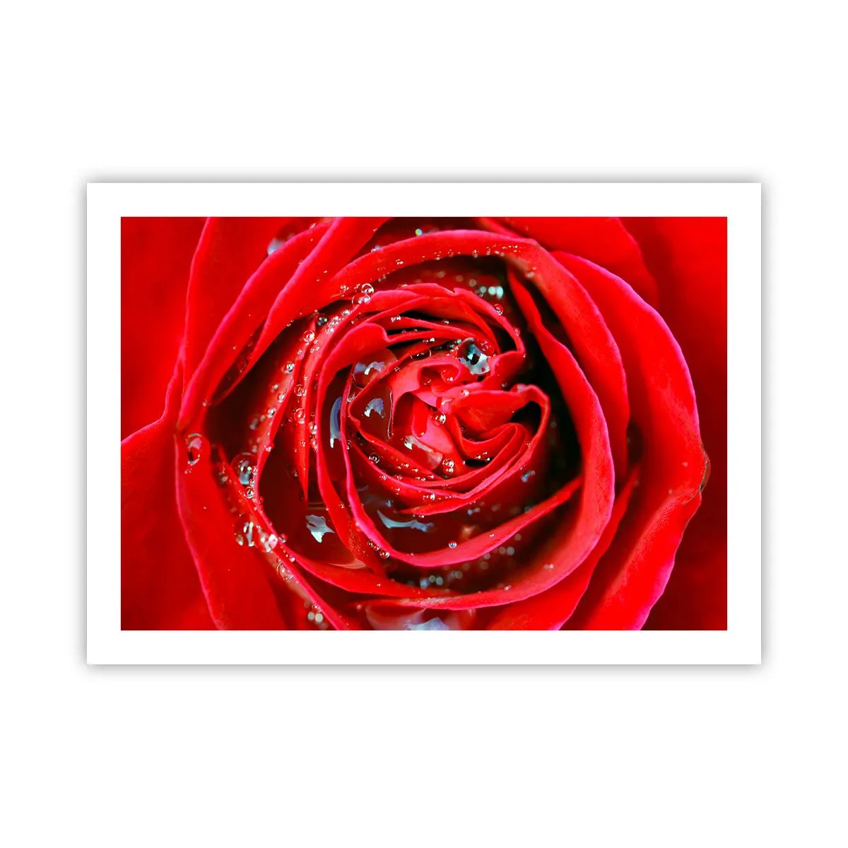 Plakat - W kroplach rosy - 70x50 cm