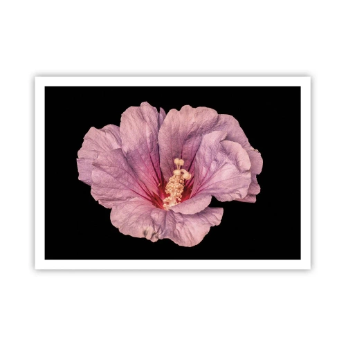 Plakat - Różowy kwiat na czarnym tle - 100x70cm - Prosto do serca - Nowoczesna dekoracja ścienna do salonu i sypialni ARTTOR