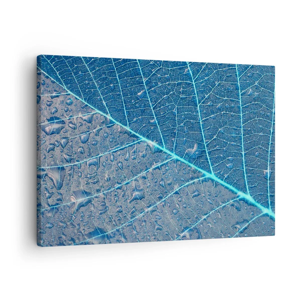 Obraz na płótnie - Liść w błękitnych odcieniach z kroplami wody - 70x50cm - Życie w błękicie - Nowoczesna dekoracja ścienna do salonu i sypialni ARTTOR