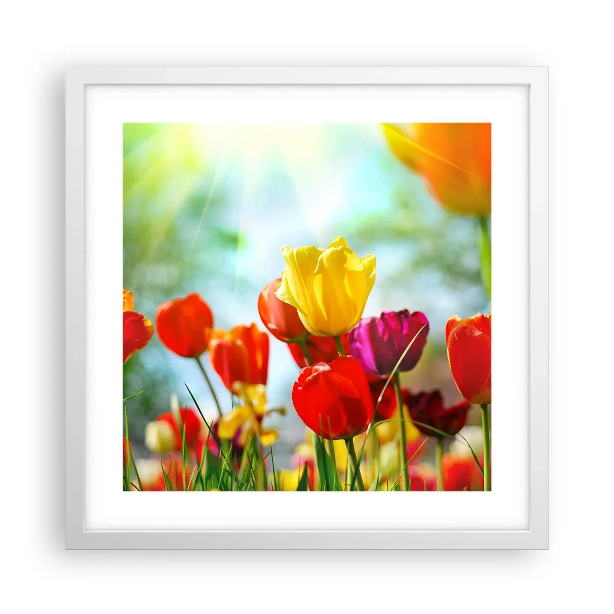 Plakat w białej ramie - Wszystkie barwy słońca - 40x40 cm