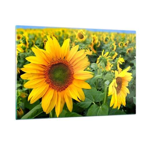 Obraz na szkle - Pole słoneczników w pełnym rozkwicie pod błękitnym niebem - 120x80cm - Rozgorzały setki słońc - Nowoczesna dekoracja ścienna do salonu, kuchni i sypialni ARTTOR