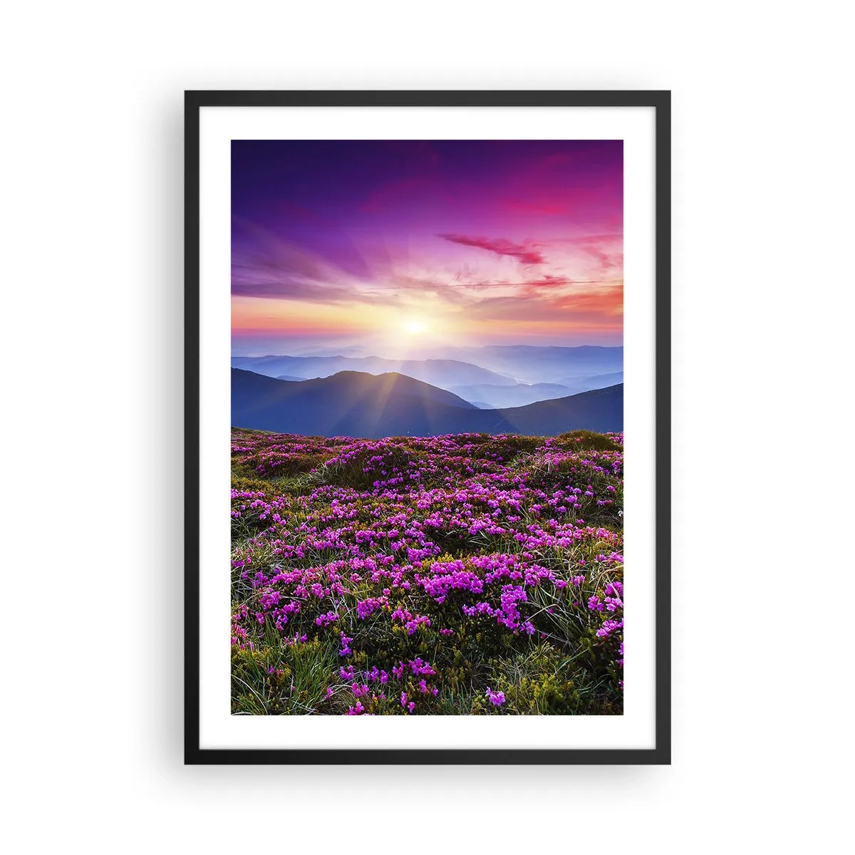 Plakat w czarnej ramie - Pole fioletowych kwiatów w górach o zachodzie słońca - 50x70cm - Ziół zapachniały świeże pęki od niw - Nowoczesna dekoracja ścienna do salonu i sypialni ARTTOR