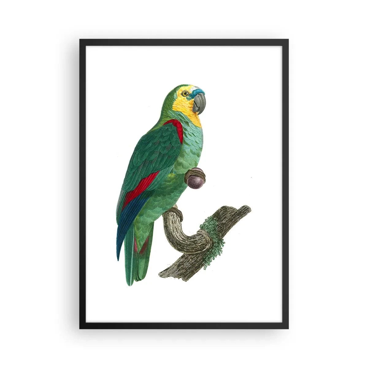 Plakat w czarnej ramie - Papuzi portret - 50x70cm - Papuzi portret - Nowoczesna dekoracja ścienna do salonu i sypialni ARTTOR
