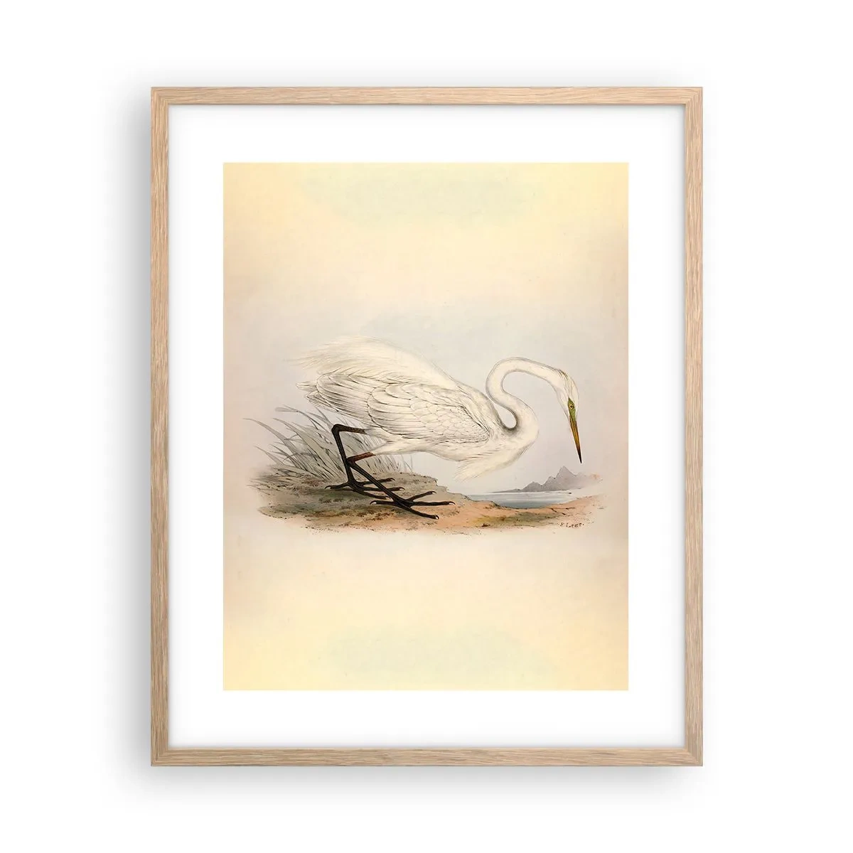 Plakat w ramie jasny dąb - Pani na szuwarach - 40x50 cm
