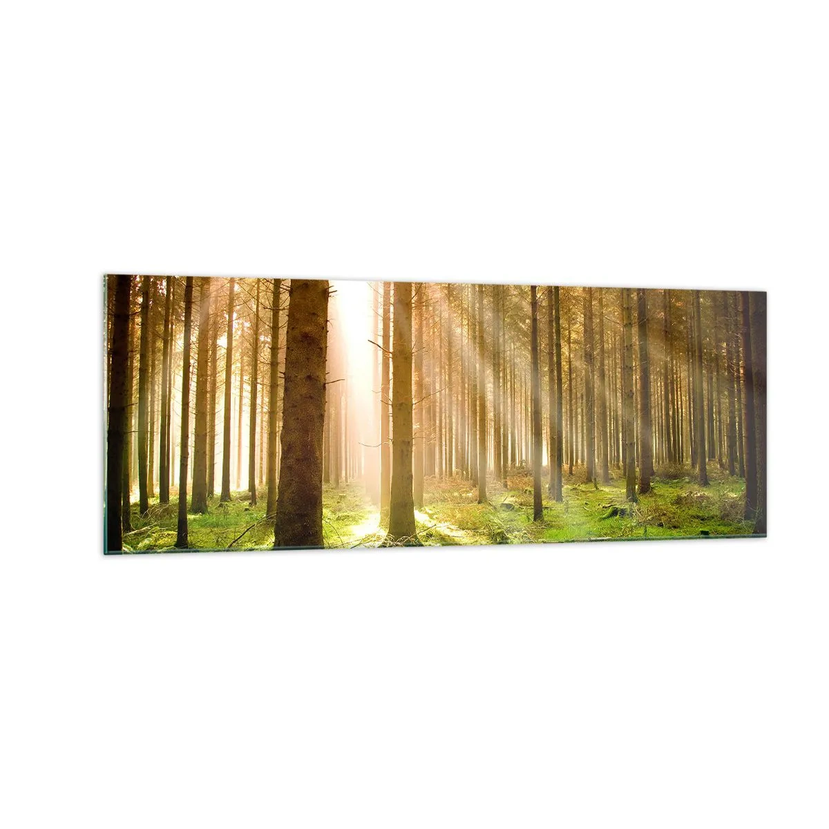 Obraz na szkle - Las iglasty z promieniami słońca przebijającymi przez drzewa - 140x50cm - Zaraz pojawią się elfy - Nowoczesna dekoracja ścienna do salonu i sypialni ARTTOR