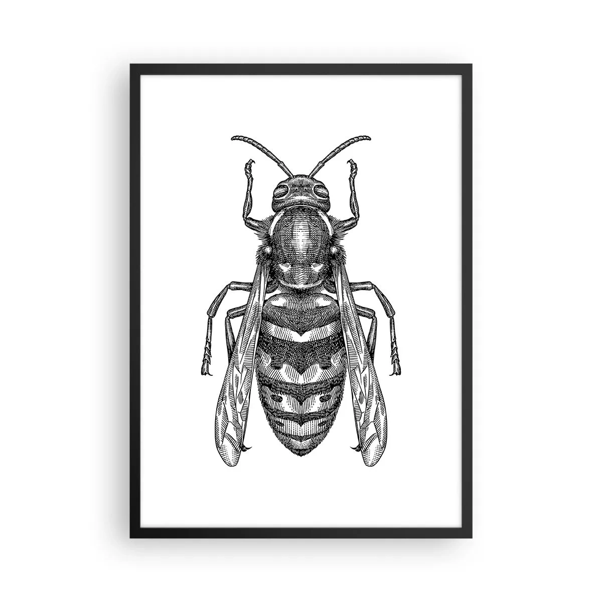 Plakat w czarnej ramie - Szczegółowa ilustracja osy - 50x70cm - Z owadziej planety - Nowoczesna dekoracja ścienna do salonu i sypialni ARTTOR