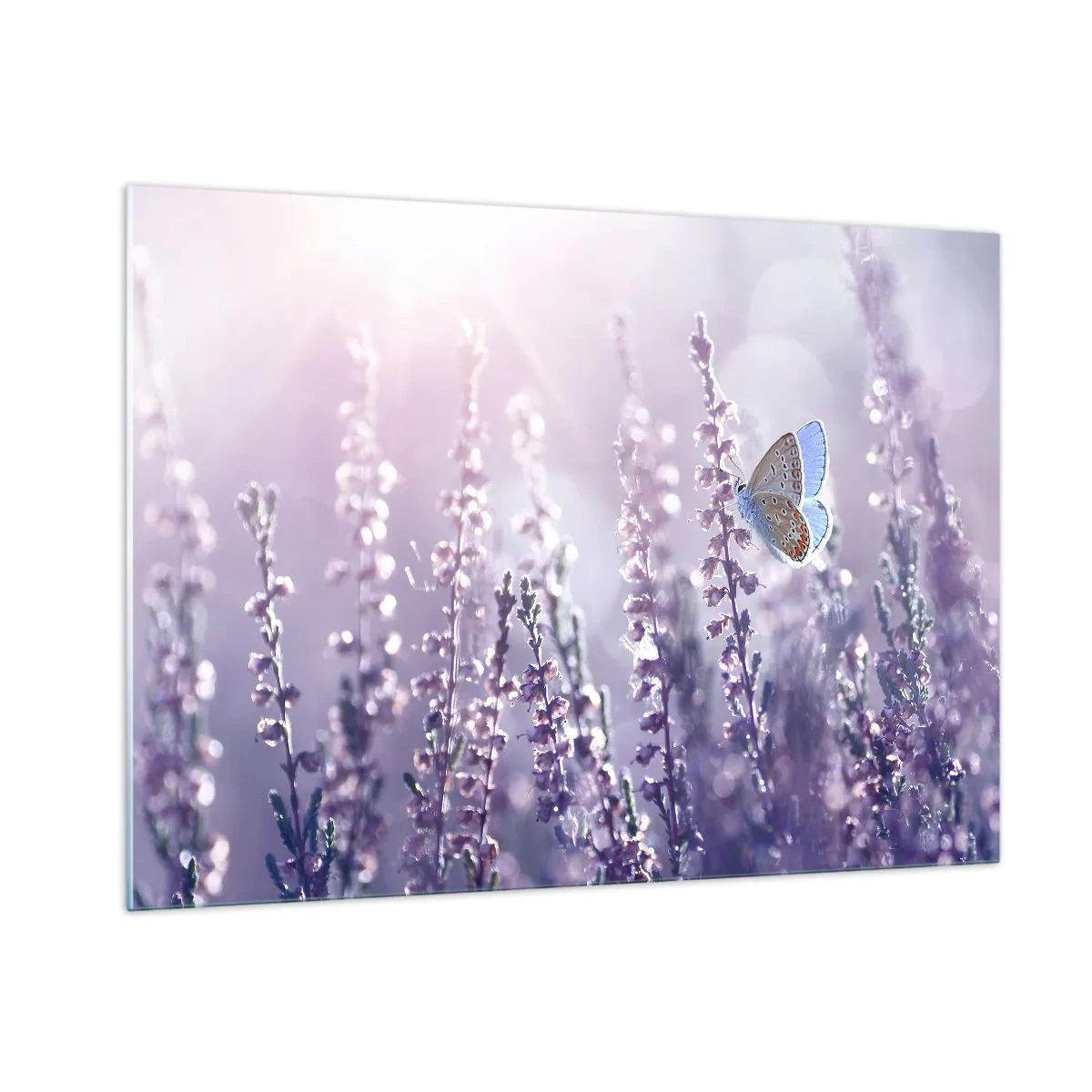 Obraz na szkle - Motyl na polu lawendy w promieniach słońca - 100x70cm - Pocałunek motyla - Nowoczesna dekoracja ścienna do salonu, kuchni i sypialni ARTTOR