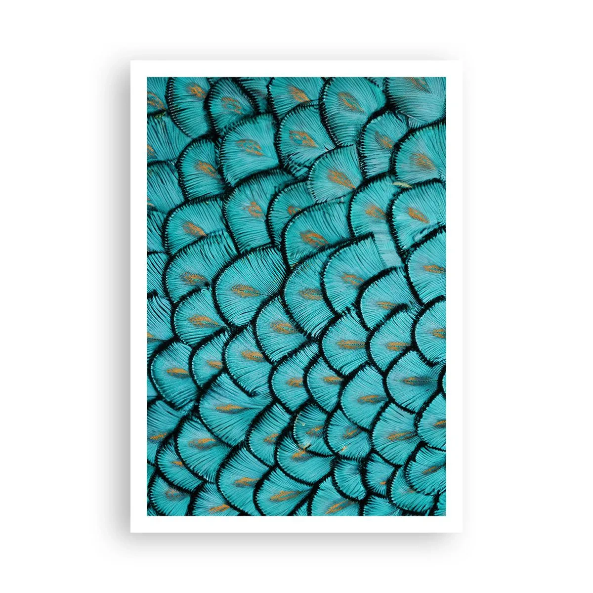 Plakat - Wielka gala piór - 70x100 cm