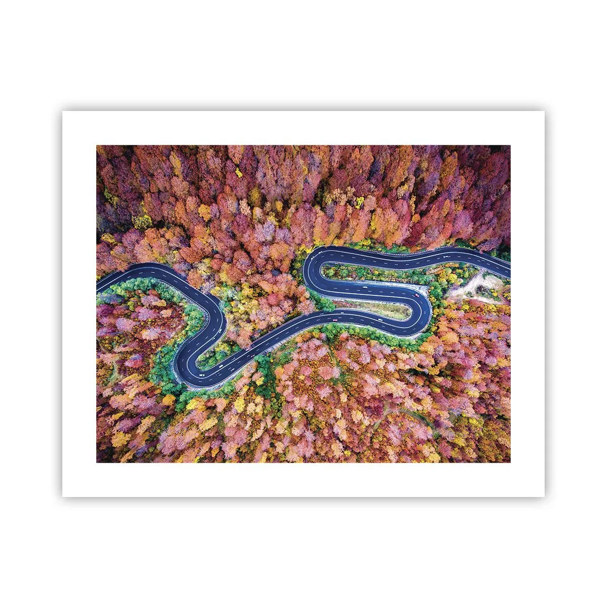 Plakat - Krętą drogą poprzez las - 50x40 cm