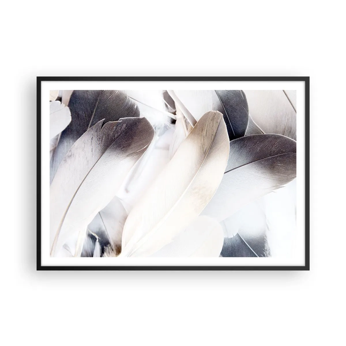 Plakat w czarnej ramie - Zbliżenie na delikatne pióra w odcieniach bieli i szarości - 100x70cm - Niemal anielskie - Nowoczesna dekoracja ścienna do salonu i sypialni ARTTOR