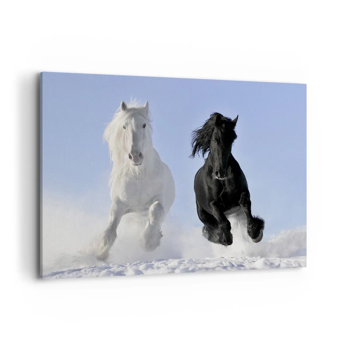 Obraz na płótnie - Biały i czarny koń galopujące po śniegu - 100x70cm - Czarno-biały galop - Nowoczesna dekoracja ścienna do salonu, kuchni i sypialni ARTTOR