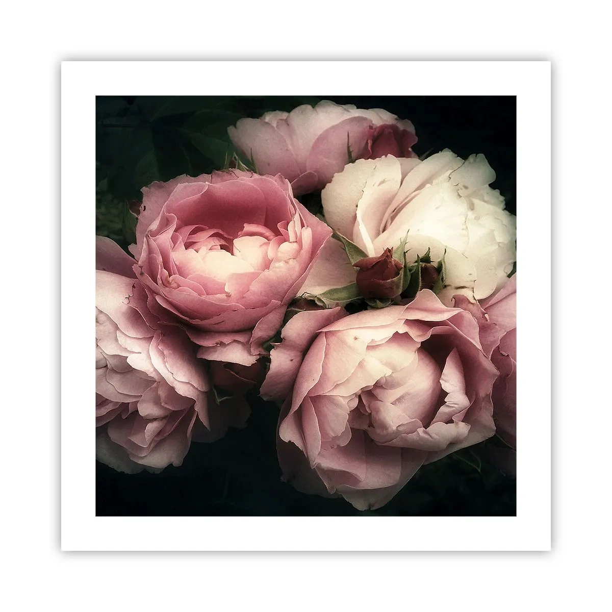 Plakat - Czar belle epoque - 50x50 cm