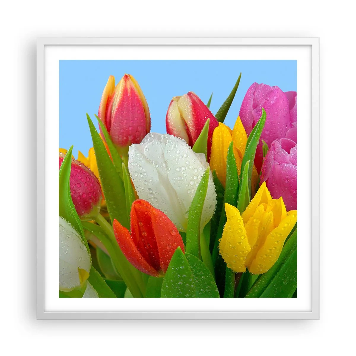 Plakat w białej ramie - Kwiatowa tęcza w kroplach rosy - 60x60 cm