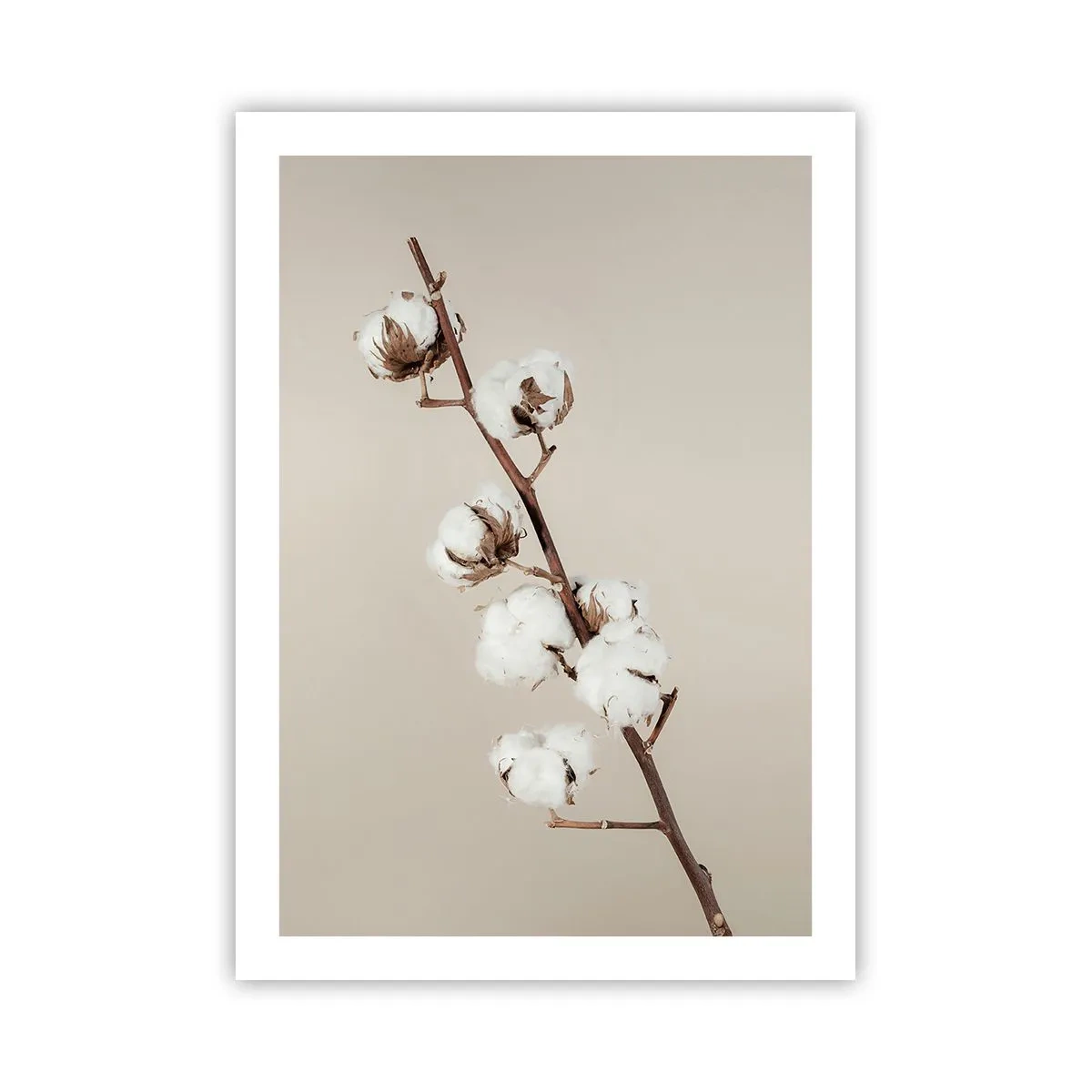 Plakat - Gałązka bawełny na beżowym tle, utrzymana w minimalistycznym stylu - 50x70cm - U źródła miękkości - Nowoczesna dekoracja ścienna do salonu, kuchni i sypialni ARTTOR