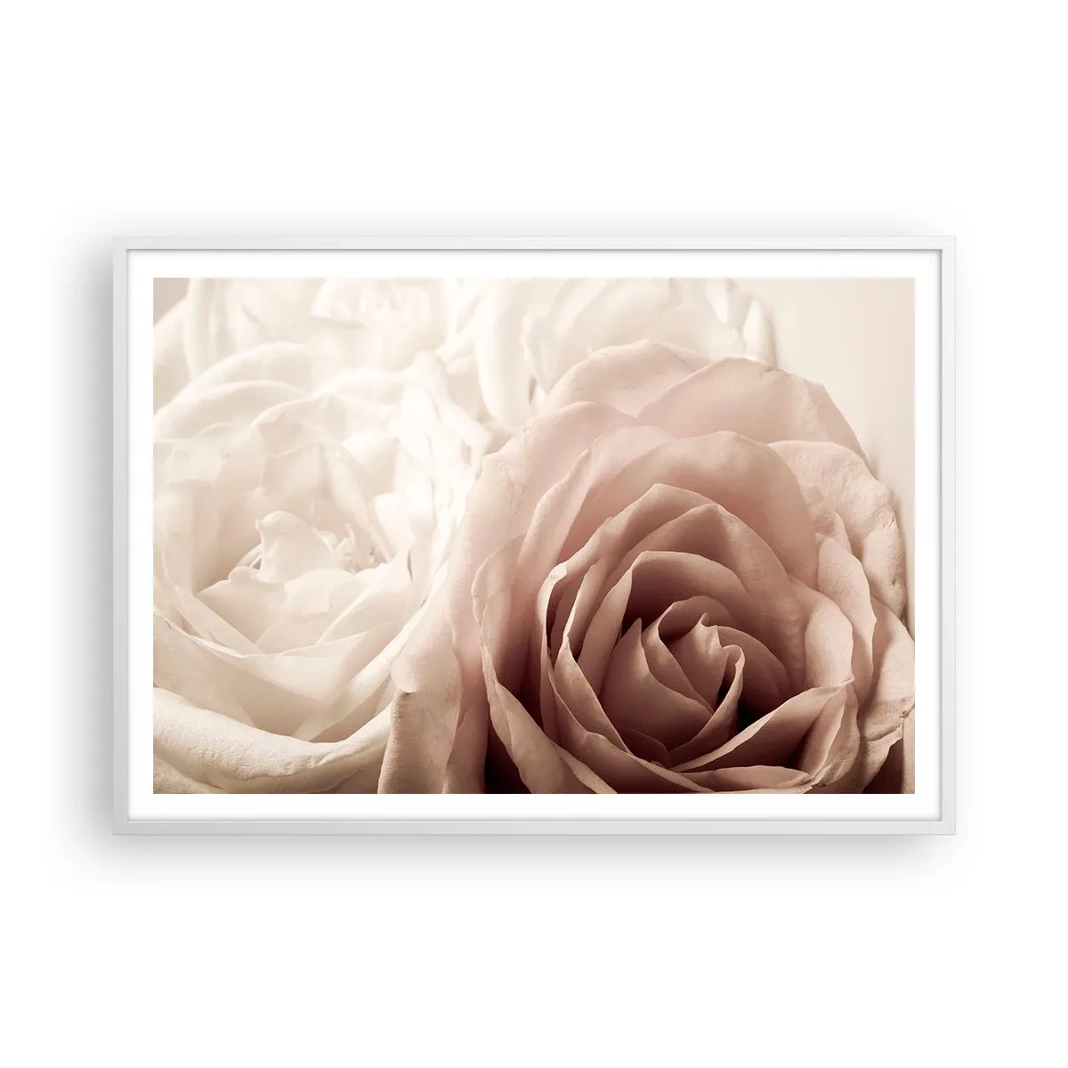 Plakat w białej ramie - W sercu róży - 100x70 cm