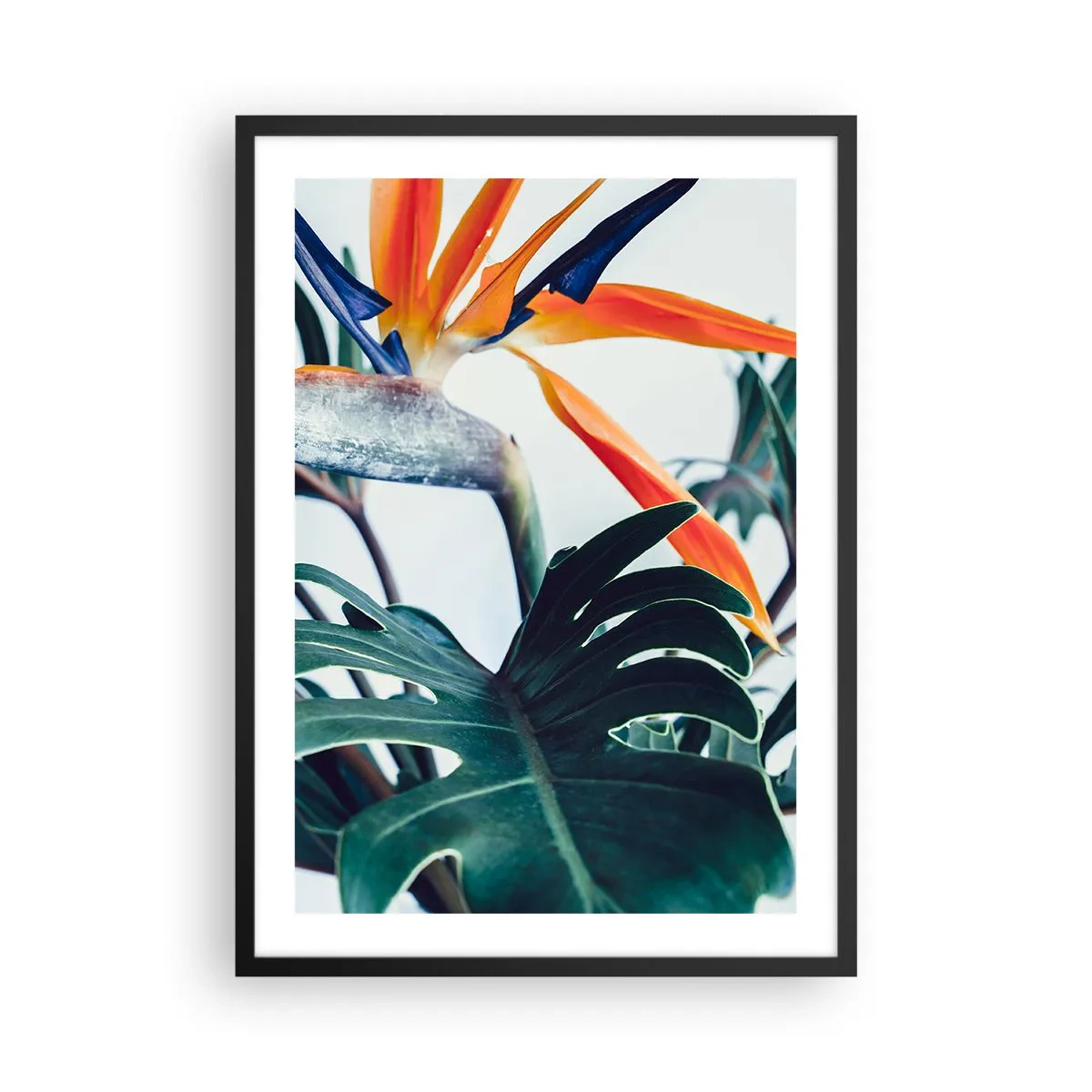 Plakat w czarnej ramie - Zbliżenie na kwiat strelicji w otoczeniu zielonych liści - 50x70cm - Ptakokrzak - Nowoczesna dekoracja ścienna do salonu i sypialni ARTTOR