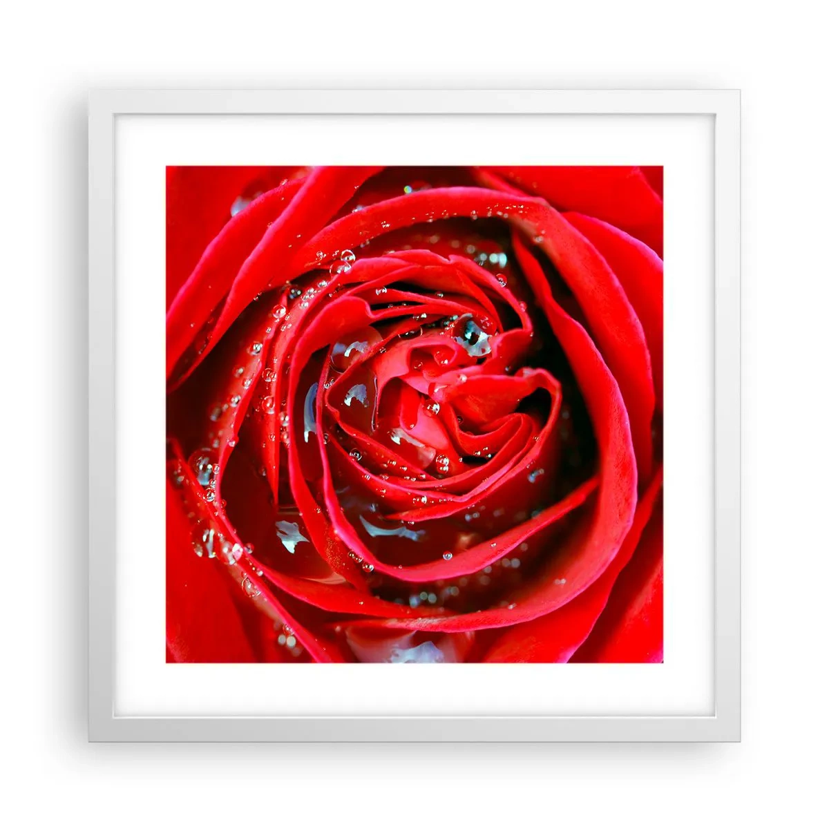 Plakat w białej ramie - W kroplach rosy - 40x40 cm