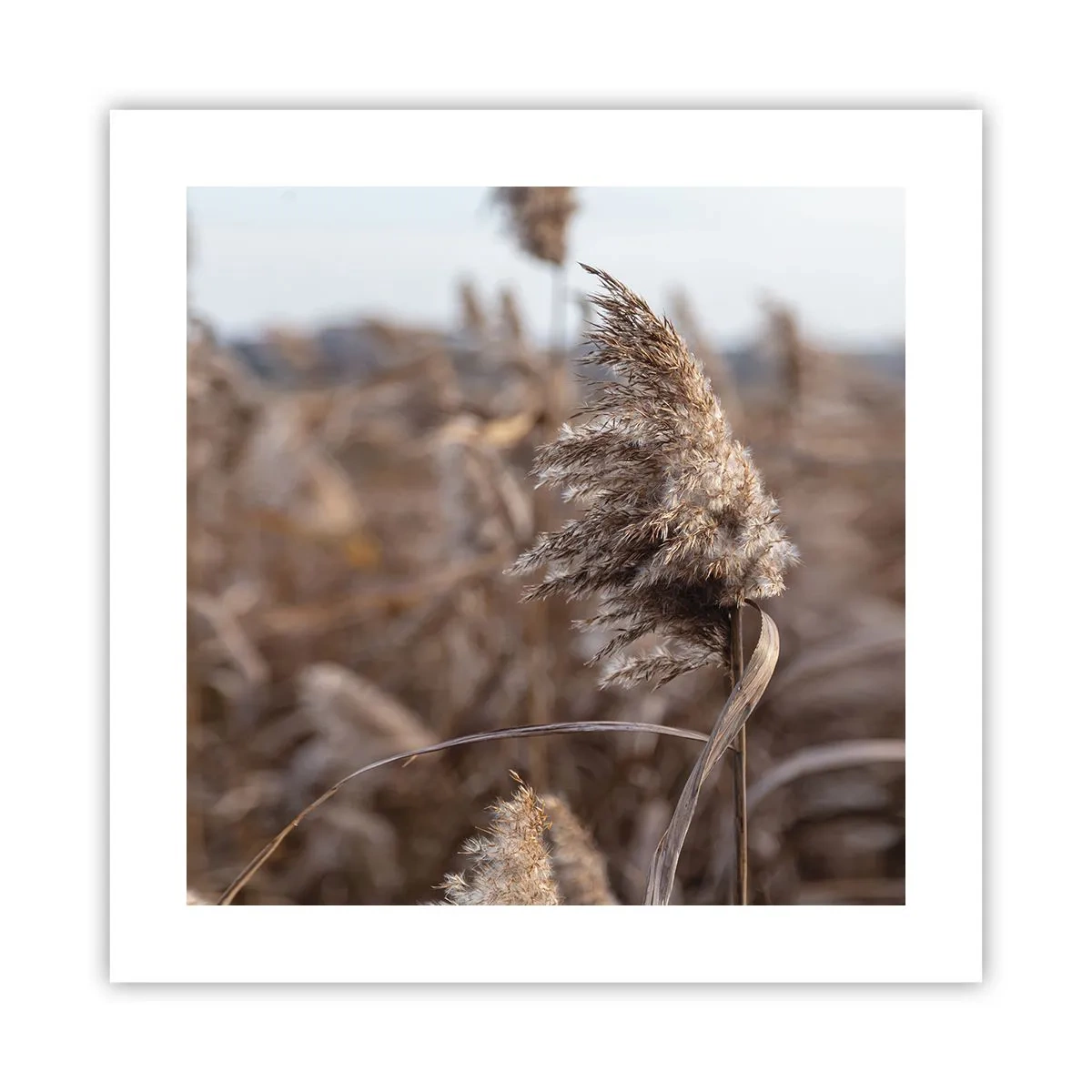 Plakat - Czas odlecieć z wiatrem - 40x40 cm