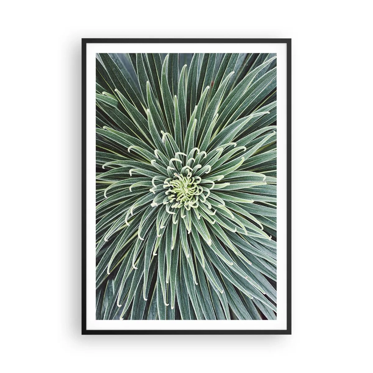 Plakat w czarnej ramie - Narodziny gwiazdy - 70x100 cm