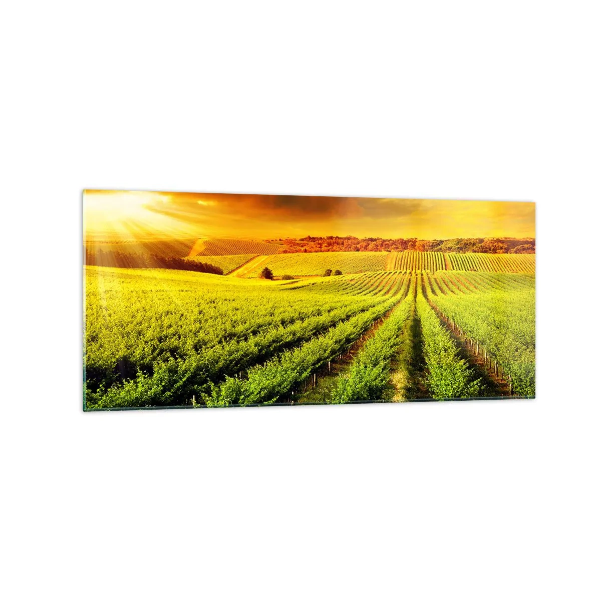 Obraz na szkle - Złociste winnice oświetlone promieniami słońca - 120x50cm - Pod australijskim słońcem - Nowoczesna dekoracja ścienna do salonu i sypialni ARTTOR