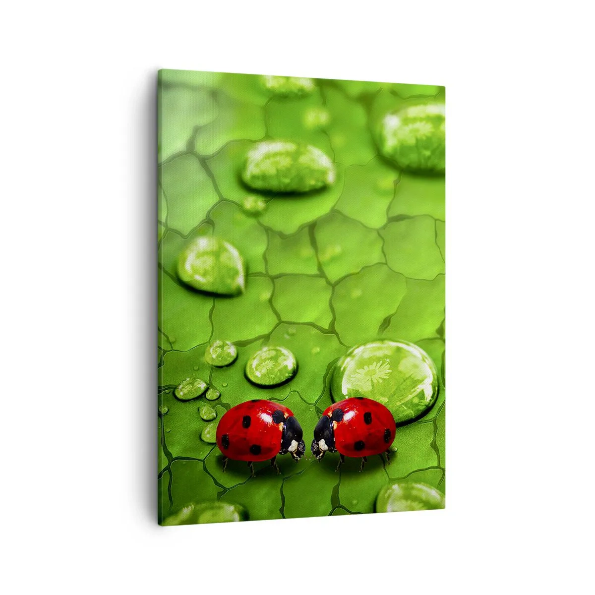 Obraz na płótnie - Dwie biedronki na liściu z kroplami wody - 50x70cm - Spotkanie w zieleni - Nowoczesna dekoracja ścienna do salonu, kuchni i sypialni ARTTOR