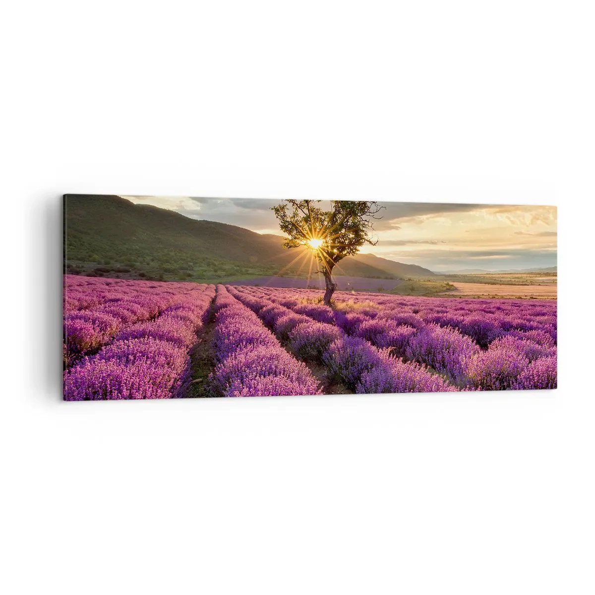 Obraz na płótnie - Pole lawendy z samotnym drzewem o zachodzie słońca - 140x50cm - Aromat w kolorze lila - Nowoczesna dekoracja ścienna do salonu i sypialni ARTTOR