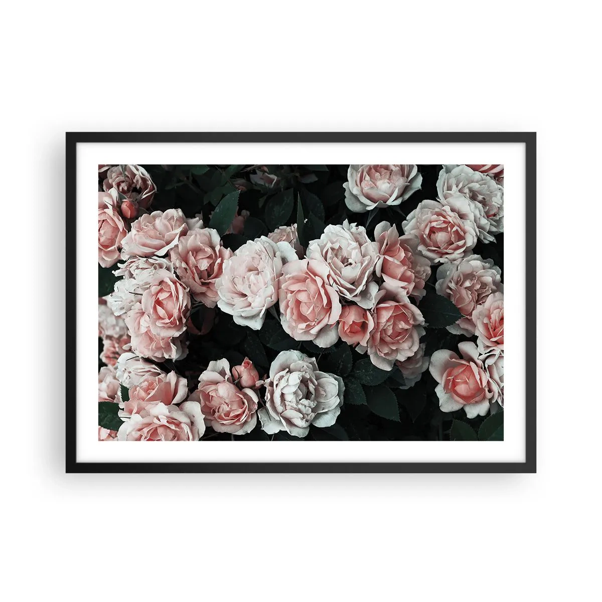 Plakat w czarnej ramie - Różowe róże na ciemnym tle w subtelnej kompozycji - 70x50cm - Różany ansamble - Nowoczesna dekoracja ścienna do salonu i sypialni ARTTOR