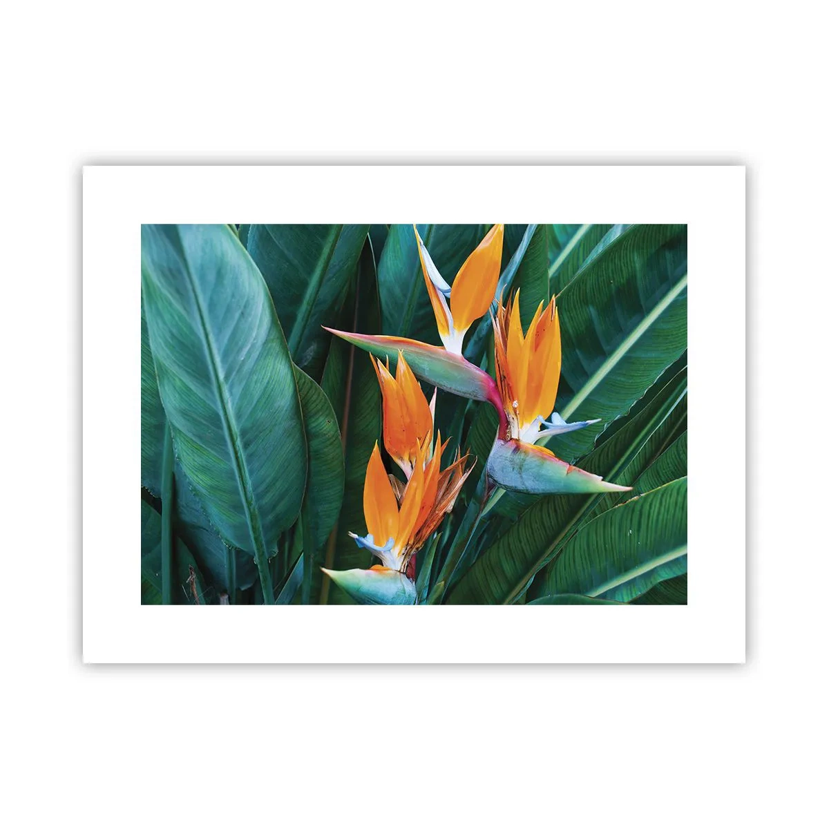 Plakat - Czy to kwiat, czy to ptak? - 40x30 cm